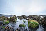 View of rocks, seaweed and distant lighthouse, Malarif, Snaefellsnes, Iceland