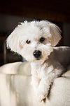 Portrait of coton de tulear dog lying on back of sofa