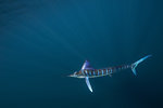 Striped marlin (Kajikia audax) gather on the south-pacific side of the Baja Peninsula, Mexico, to hunt sardines during the  yearly migration