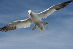 Gannet, South West Cork, County Cork, Ireland