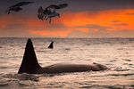 Killer whale, Orca, Andenes, Lofoten, Norway