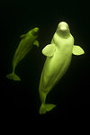 Beluga whales on black background