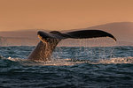 Tail of humpback whale, South West Cork, Ireland