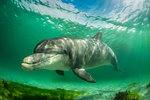 Bottlenose dolphin, Inisheer Island, Ireland