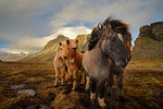 Wild horses, South Coast, Iceland