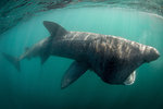 Basking shark