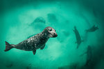 Harbour seal