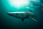 Blue shark