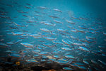 Shoal of doubleline fusilier fish (pterocaesio digramma), Sumbawa, Indonesia