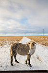 Pony on snow-covered field, Iceland