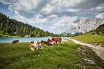 Cows in lakeside valley, Ehrwald, Tyrol, Austria