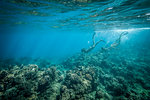 Snorkelers swimming in coral