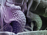 High vacuum SEM image of plant lice eyes