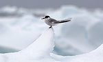 Arctic tern on ice berg, ice floe in the southern ocean, 180 miles north of East Antarctica, Antarctica