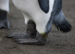 King Penguin feet, at the King Penguin colony, at Sandy Bay, along the east coast of Macquarie Island, Southern Ocean