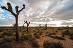 Joshua Tree national park, California, USA