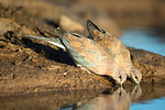 Two Laughing doves (Spilopelia senegalensis), Mashatu game reserve, Botswana, Africa