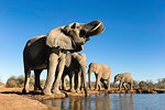 Small group of African elephants (Loxodonta africana) drinking at watering hole, Mashatu game reserve, Botswana, Africa