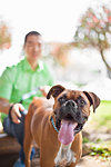 Mid adult man with his boxer dog in park
