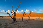 Dead acacia trees in Dead Vlei.Sossusvlei, Namibia