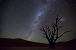 Stars and storm clouds over the dead acacia trees in Dead Vlei.Sossusvlei, Namibia