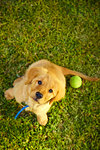 Overhead portrait of cute puppy dog sitting on lawn looking up