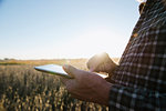 Cropped shot of senior male farmer using digital tablet in soybean field, Plattsburg, Missouri, USA