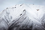 Airplane flying in front of snow covered mountain, Wrangell St. Elias, Alaska, USA