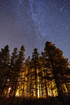 Trees and starry sky, low angle view, Lake Louise, Alberta, Canada