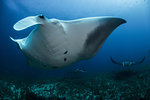 Giant mantas (manta birostris) congregate to be cleaned from parasites by small labrid fish, Cabo Catoche, Quintana Roo, Mexico