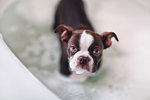 Boston Terrier puppy standing in water in bath looking up at camera