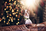 Portrait of boston terrier on sofa in front of christmas tree