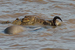 Western white-bearded wildebeest (Connochaetes taurinus mearnsi) attacked by Nile Crocodile (Crocodylus niloticus) in river, Mara Triangle, Maasai Mara National Reserve, Narok, Kenya, Africa