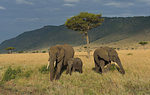 African Elephants (Loxodonta africana), Mara Triangle, Maasai Mara National Reserve, Narok, Kenya, Africa