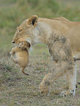 Masai Lioness (Panthera leo nubica) carrying cub in her mouth, Mara Triangle, Maasai Mara National Reserve, Narok, Kenya, Africa