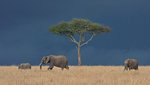 Three African Elephants (Loxodonta africana), Mara Triangle, Maasai Mara National Reserve, Narok, Kenya, Africa