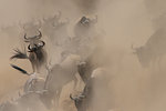 Group of Western white-bearded wildebeest (Connochaetes taurinus mearnsi) hidden by dust, Mara Triangle, Maasai Mara National Reserve, Narok, Kenya, Africa