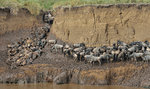 Herds of Western white-bearded wildebeest (Connochaetes taurinus mearnsi) on muddy riverbank, Mara Triangle, Maasai Mara National Reserve, Narok, Kenya, Africa