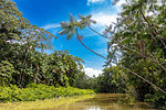 Euterpe oleracea (açai), Igarapé, Amazon, Belem do Pará, Para, Brazil