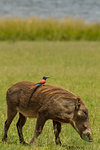 Warthog with Northern Carmine Bee-eater on its back, Murchison Falls National Park, Uganda