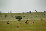Rothschild's Giraffe (Giraffa camelopardalis rothschildi), Murchison Falls National Park, Uganda
