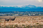Deers on landscape, cityscape, Longs Peak, Rocky Mountains, Denver, Colorado, USA