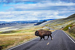 Bison crossing road, Yellowstone National Park, Canyon Village, Wyoming, USA