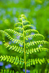 Fern in bluebell woods at Derwent Water, Lake District, Cumbria, England, United Kingdom, Europe