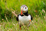 Atlantic puffin (Fratercula arctica), Sumburgh Head, South Mainland, Shetland Islands, Scotland, United Kingdom, Europe