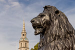 Lion and St. Martins in the Fields church in the background in Trafalgar Square, London, England, United Kingdom, Europe