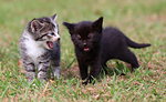 Two cute little kitten strolling along and looking like they are deep in conversation, with one talking and the other listening