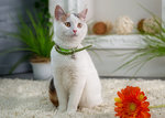 White young cat sitting in a spring studio with flowers