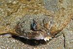 Sole, a flat fish of family Soleidae off Little Scorpion, Santa Cruz, Channel Islands, CA