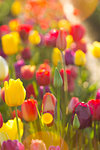 Fields of Tulips Flowers in full bloom bathed in sunlight at Tulip Festival in Woodburn Oregon